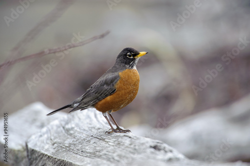 American Robin (Turdus migratorius), Parksville, British Columbia, Canada 