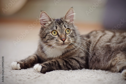 Striped domestic cat with yellow eyes © Azaliya (Elya Vatel)