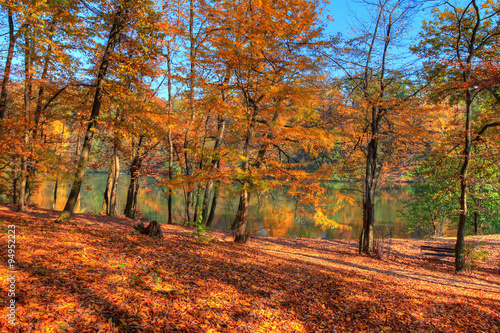 Forest along Lake in the autumn  HDR image