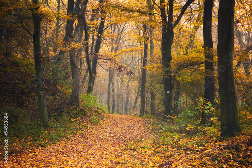 Autumn forest road scene #94953684