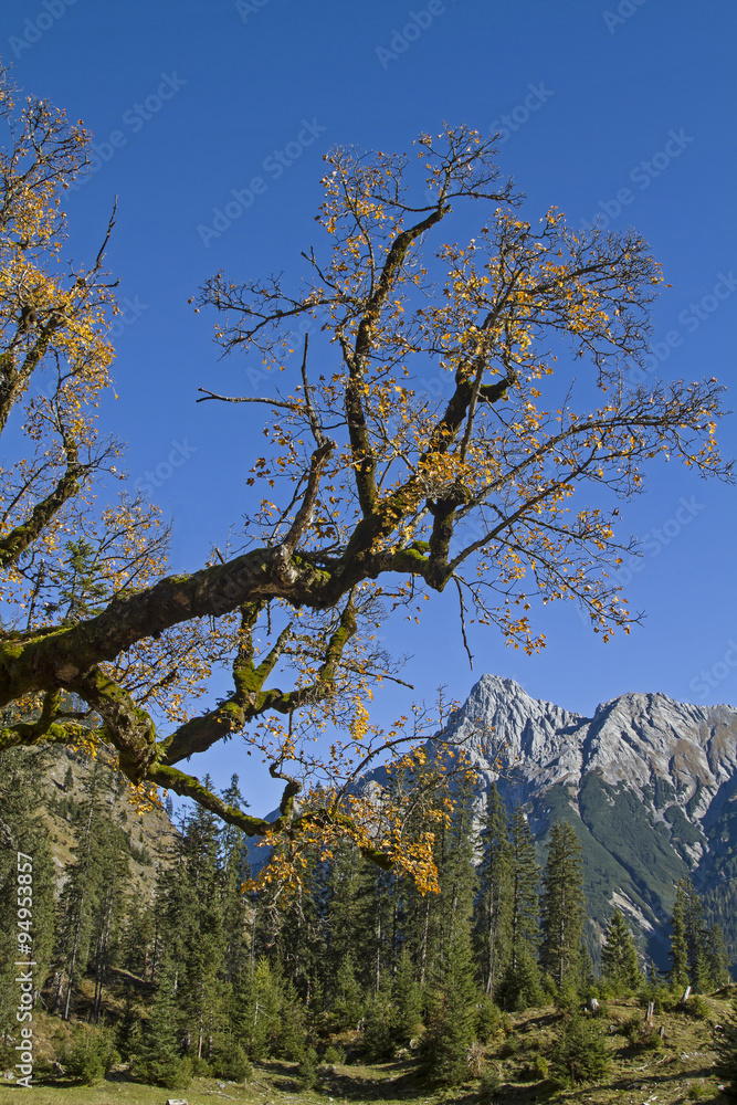 Ahornbaum im Karwendel