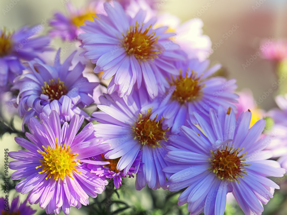 purple Chrysanthemums flowers purple Chrysanthemums flowers