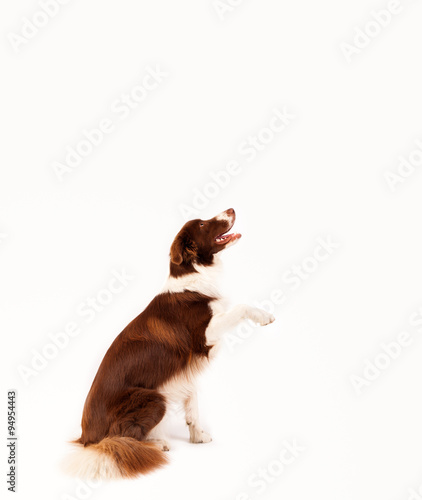 Cute border collie with copy space