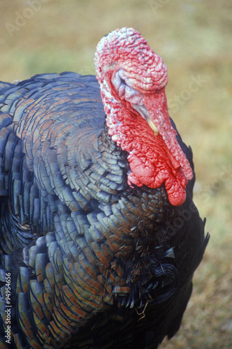 Close-up of Wild Turkey Rooster, VA