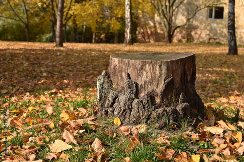 stump