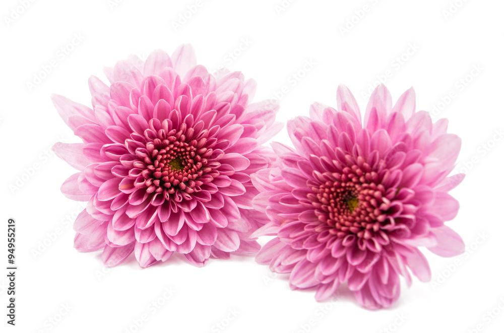 Chrysanthemum Flower