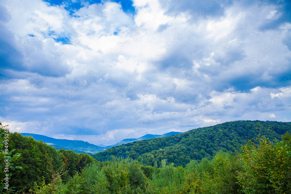 Pine tree forest 