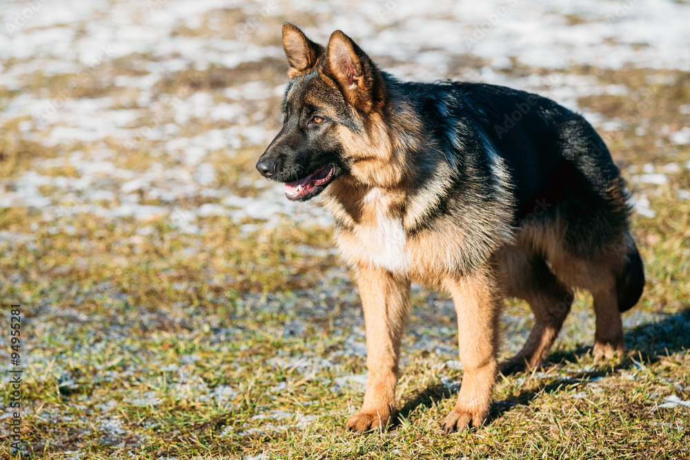 Beautiful Young Brown German Shepherd Puppy Dog Staying