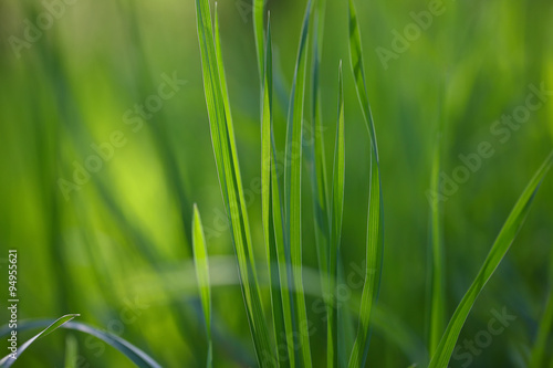 fresh spring grass