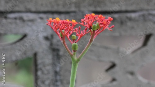 Buddha belly plant (Jatropha podragrica), herb, to stop breeding  photo