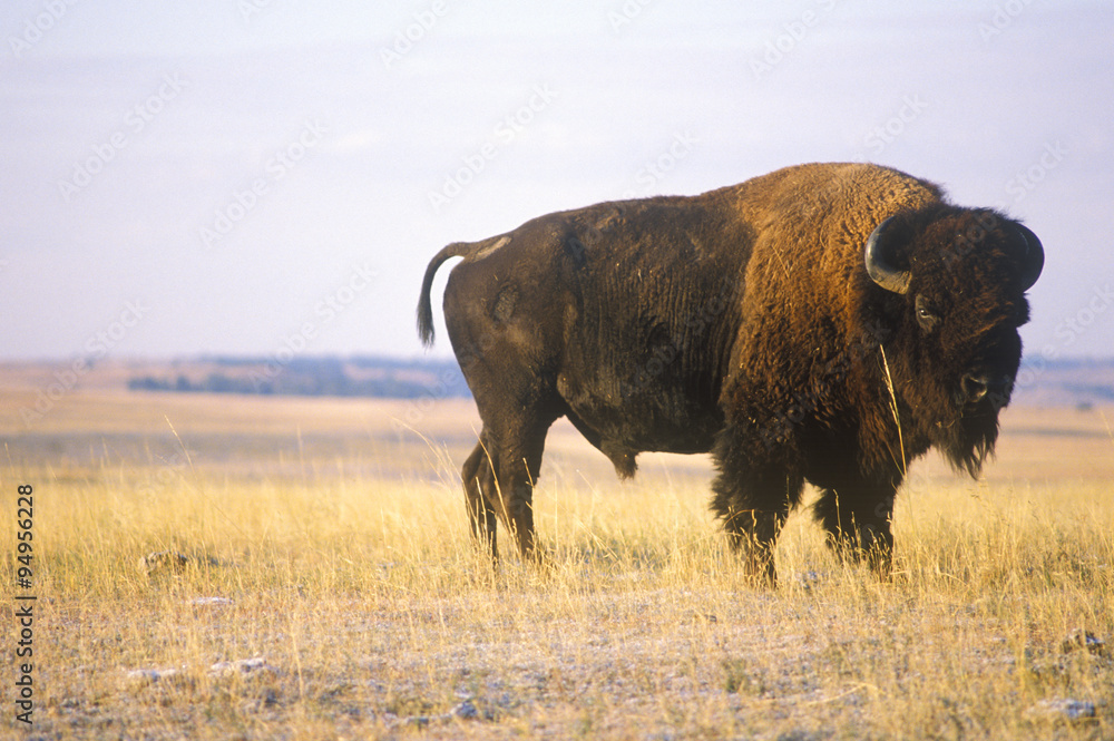 Buffalo grazing on range, Niobrara National wildlife Refuge, NE
