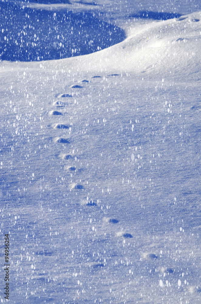 Snow relief patterned animal tracks in the snow. Winter backgrou