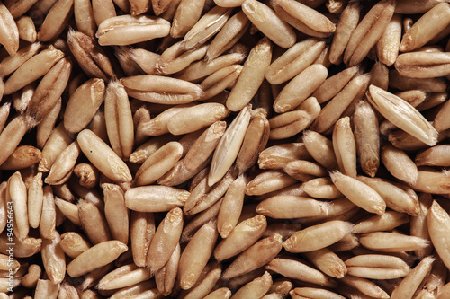 oat seeds