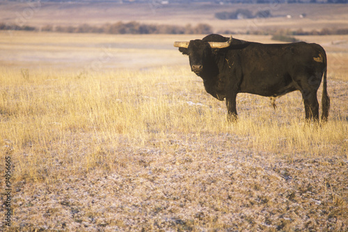 Longhorn Cattle on NE prairie
