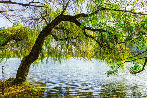 Tree Growing by Lake © xmagics