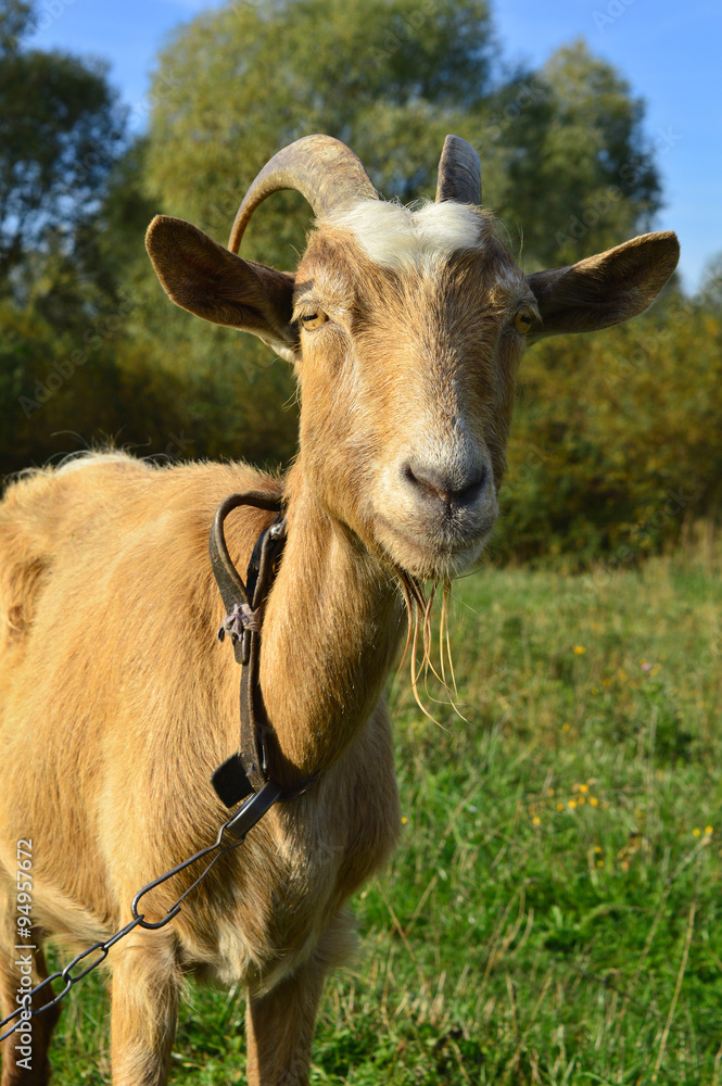 Goat Goat
