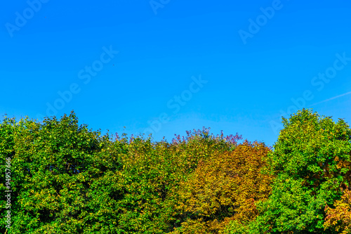 Branches with Colorful Foliage Against Blue Sky
