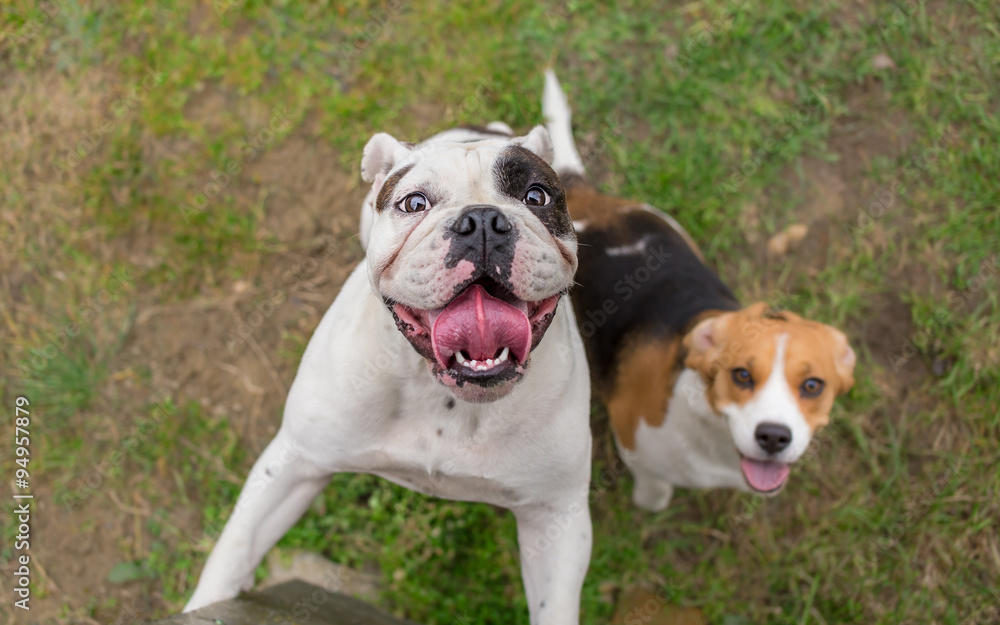 English bulldog and beagle dog waiting for reward English bulldog and beagle dog waiting for reward