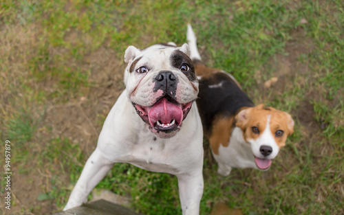 Fototapeta Naklejka Na Ścianę i Meble -  English bulldog and beagle dog waiting for reward