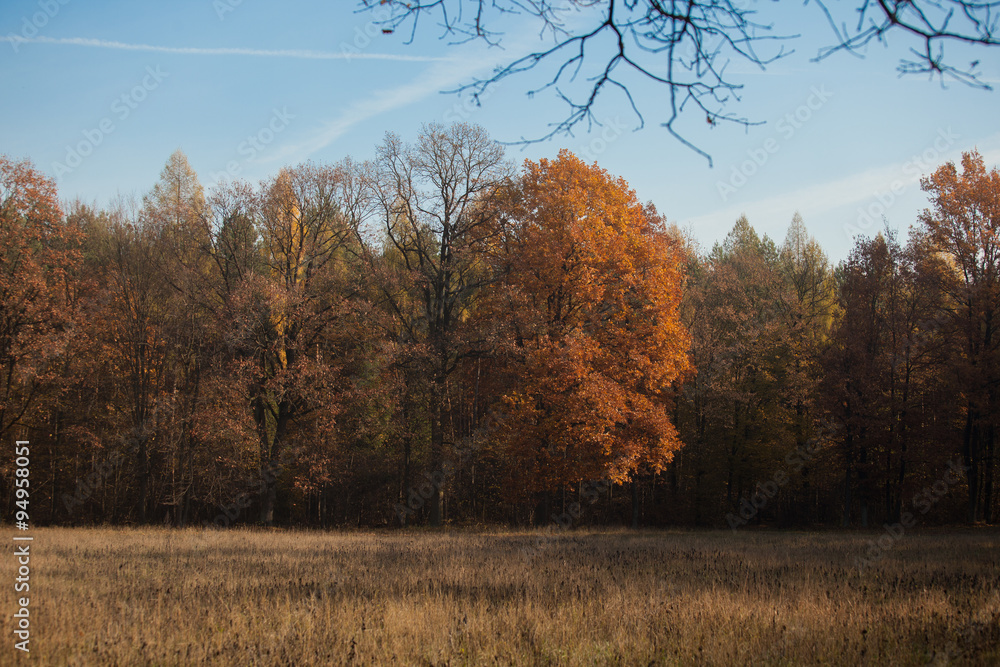 Fototapeta premium autumn scene, colors of autumn