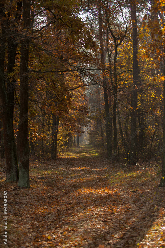 autumn scene, colors of autumn
