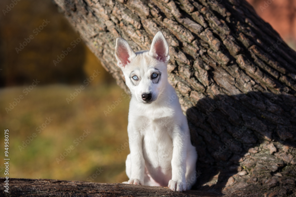 siberian husky puppy posing on a tree