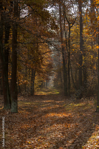 autumn scene, colors of autumn   © wip-studio