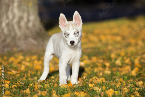 siberian husky puppy standing outdoors in autumn