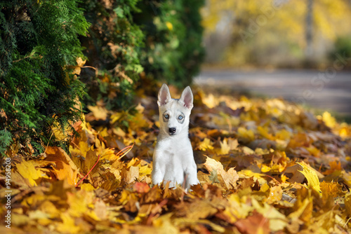 siberian husky puppy sitting in fallen leaves © otsphoto