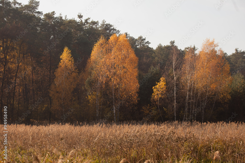 Fototapeta premium autumn scene, colors of autumn 