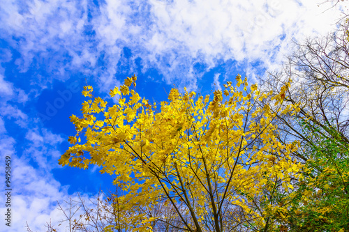 Colorful Leaves Against Blue Cloudy Sky