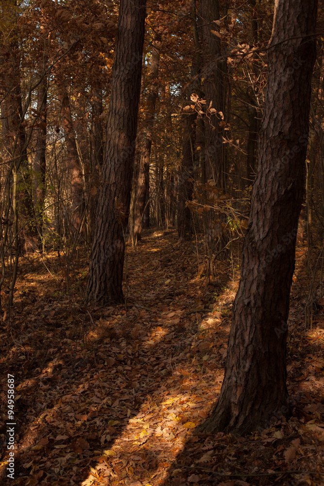autumn scene, colors of autumn
autumn scene, colors of autumn