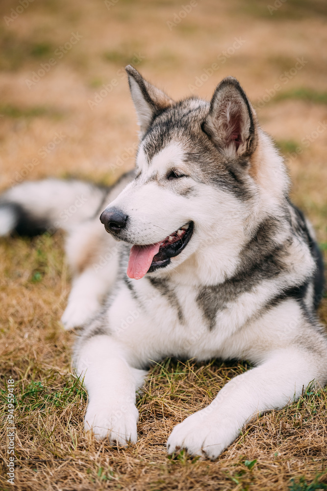 Close up portrait of young Happy Alaskan Malamute Dog