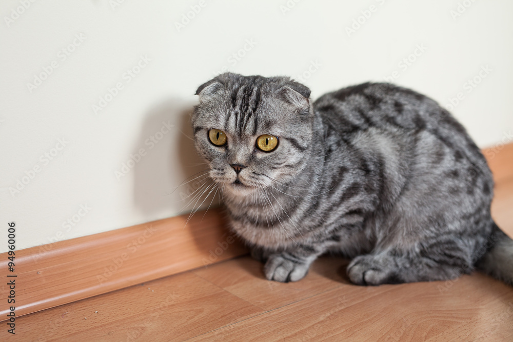 Picture of dun cat sitting on the floor next to the wall
