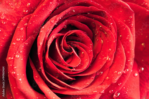 Flower red rose closeup