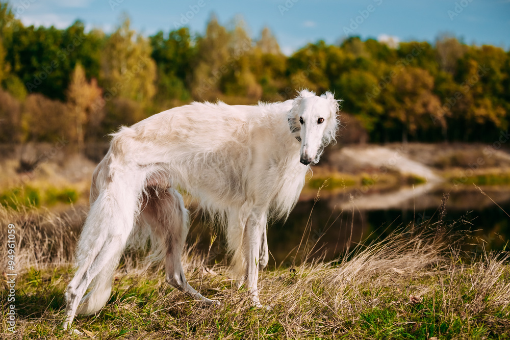 White Russian Borzoi, Borzaya Hunting Dog walking near river White Russian Borzoi, Borzaya Hunting Dog walking near river