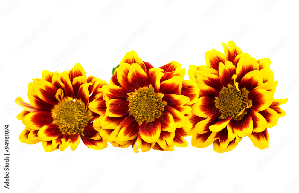 Obraz premium Yellow red chrysanthemum