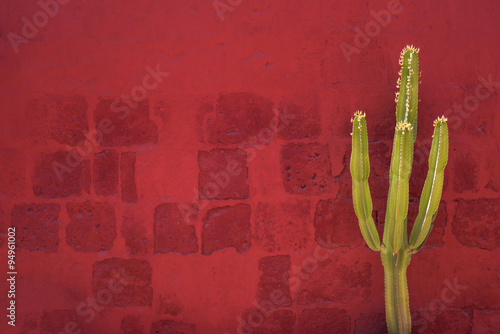 Green Cactus over red wall, Santa Catalina Monastery, Arequipa,