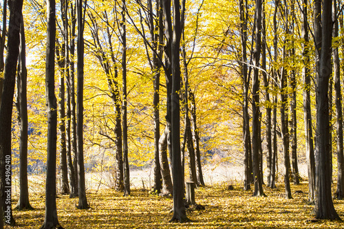 Trunks of trees with fallen yellow leaves