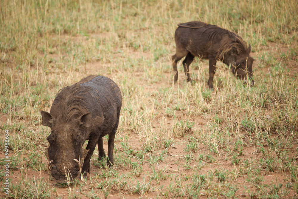 Phacochère - Serengeti Phacochère - Serengeti