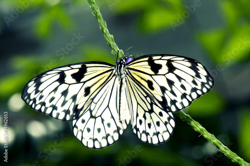 Tree nymph butterfly (Idea leuconoe)