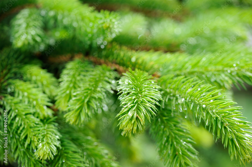 Spruce tree branch Spruce tree branch