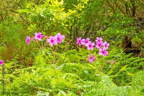 typical flowers on Madeira - tropical landscape