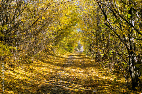The road in the autumn wood