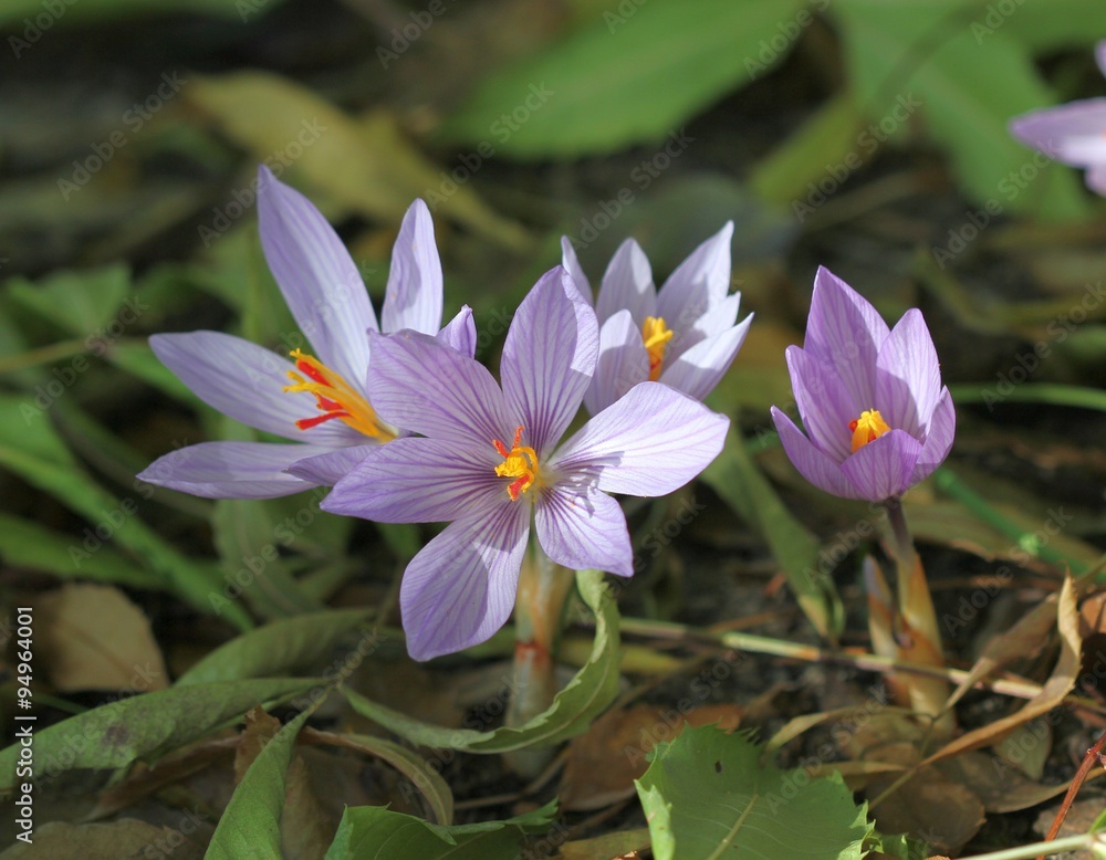 Цветущие крокусы (Crocus sativus) Цветущие крокусы (Crocus sativus)