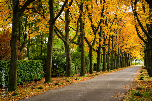 Colorful autumn street foliage