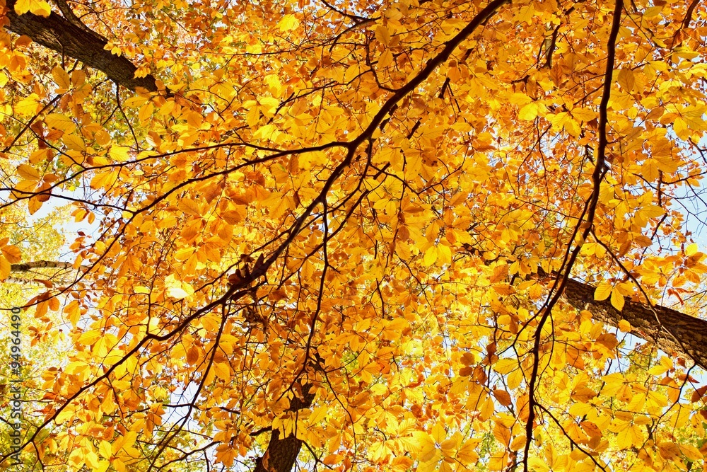 Texture from autumn colored beech leaves on trees Texture from autumn colored beech leaves on trees