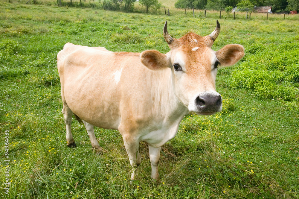 Cow on Blue Ridge Parkway, Virginia
