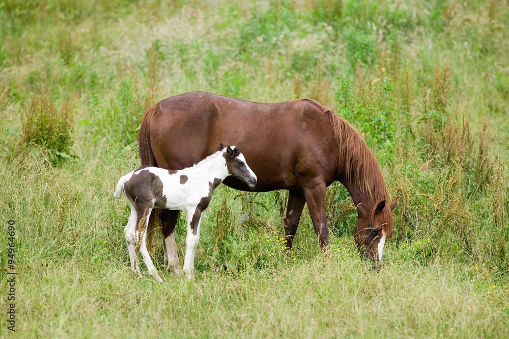 Obraz premium Colt and mother horse on Blue Ridge Parkway, Virginia