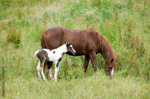 Colt and mother horse on Blue Ridge Parkway, Virginia © spiritofamerica